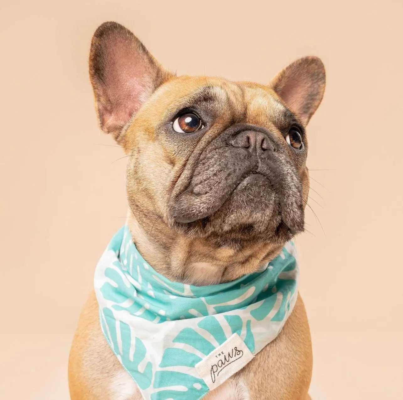 Bandanas - Tropics