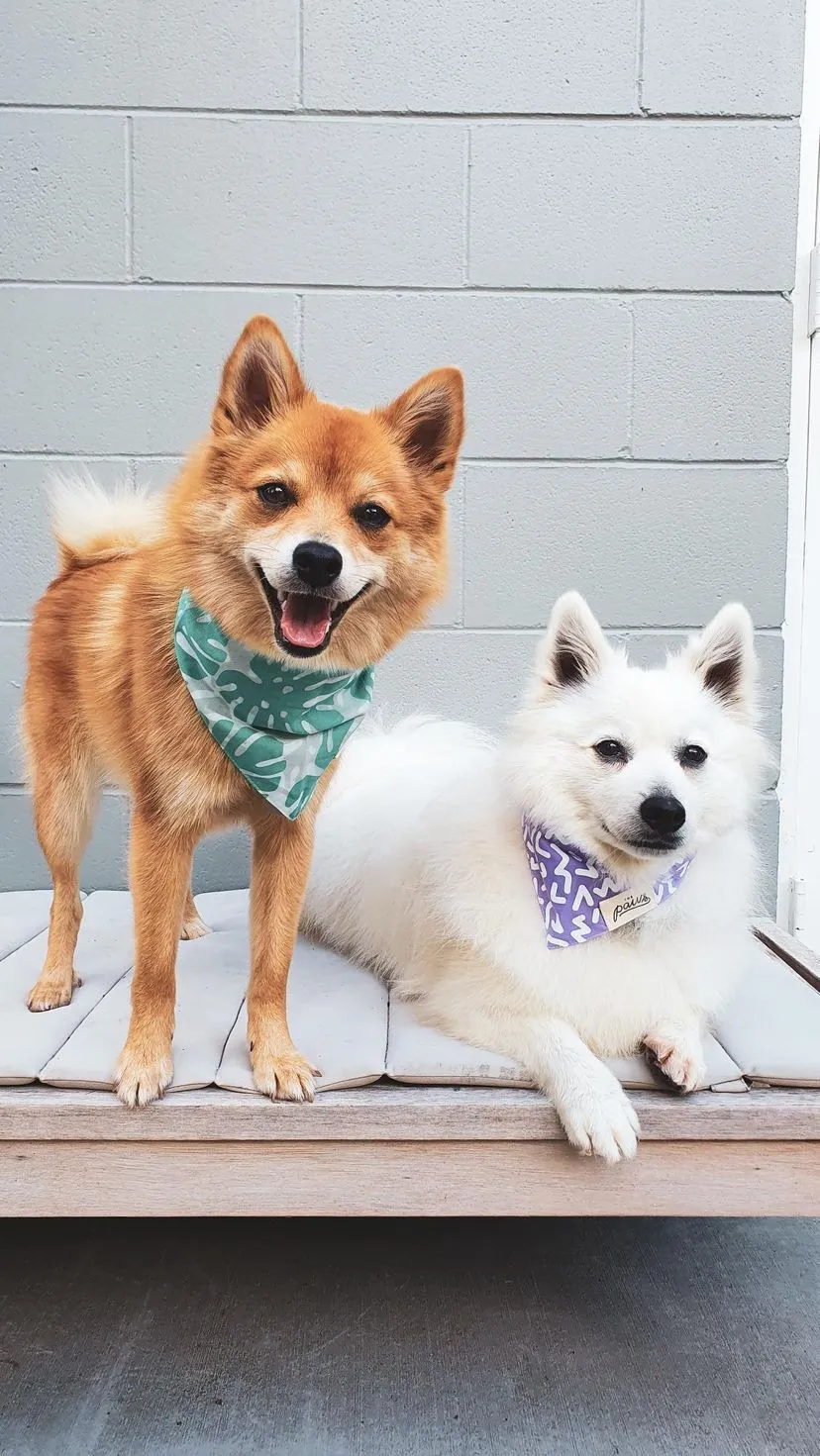 Bandanas - Tropics